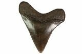 Juvenile Megalodon Tooth - Georgia #158791-1